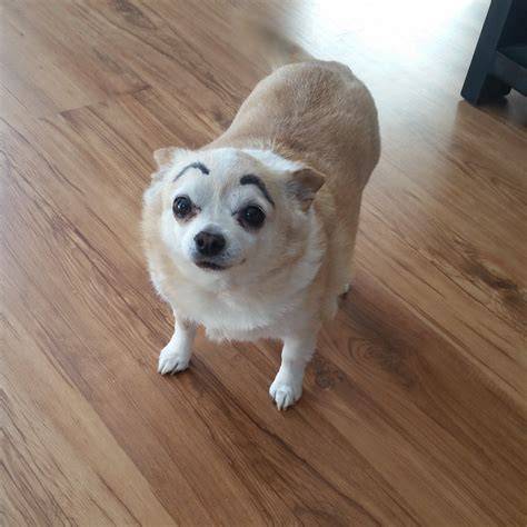 When your bored just draw eye brows on your dog) How to draw