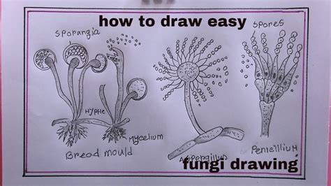 Draw Fungi