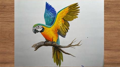 Draw Macaw