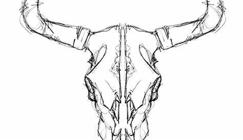Cow skull- hand drawn vector illustration isolated on white Animal