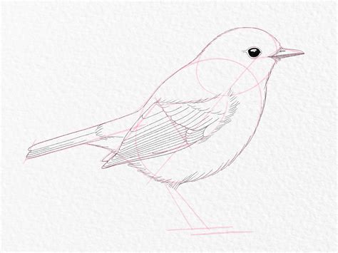 Drawing A Easy Bird