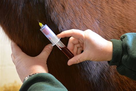 drawing blood from a horse