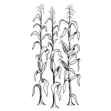 Corn Stalks With Tassels And Illustration Isolated On White Background stock vector art 94973787