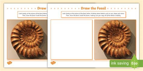 Drawing Fossils Ks1