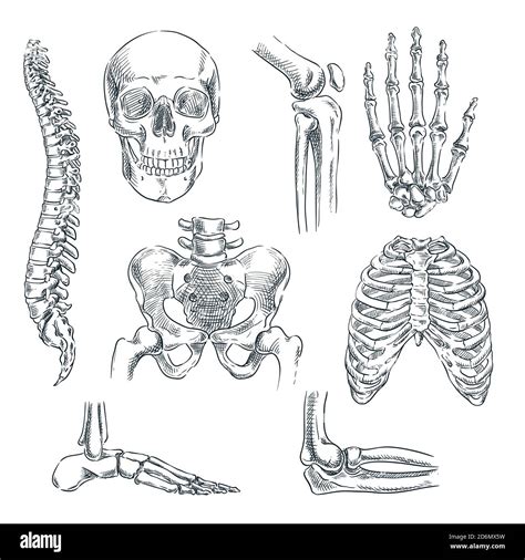 Drawing Human Bones
