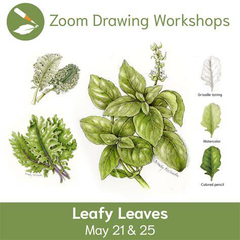 drawing leaves
