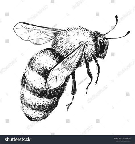 Drawing Of A Bee