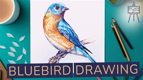 Bluebird Drawing by Nicole Hanusek