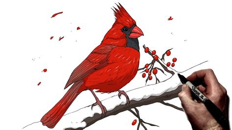 Happy Cardinal Drawing by Kathrine McMurray