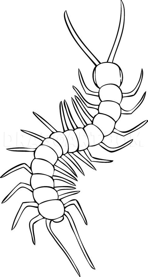 Centipede Drawing Free download on ClipArtMag