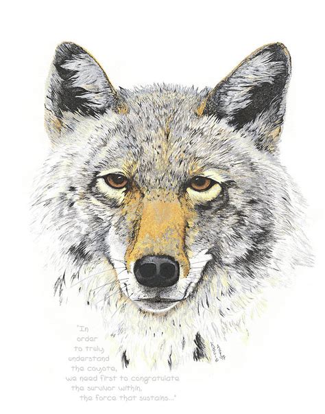 drawing of a coyote face