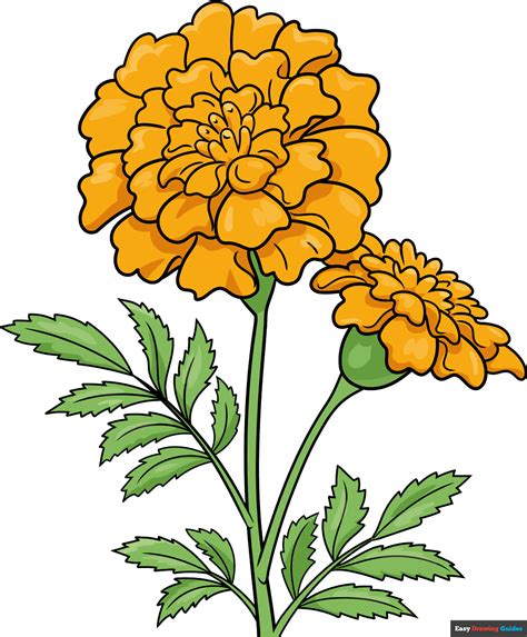 Image result for line drawing marigold Flower art, Marigold art