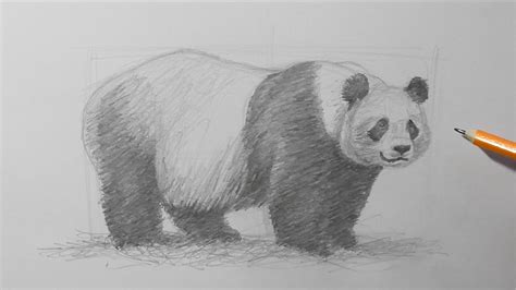 How To Draw A Panda Bear! — Steemit