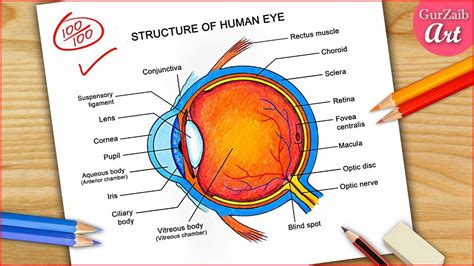 Drawing Of Eye Structure