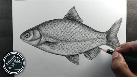 Drawing Of Fish
