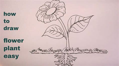 Drawing Plants: Basic Techniques
