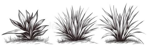 Drawing Plants: Capturing Forms