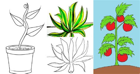 Drawing Plants: Medium