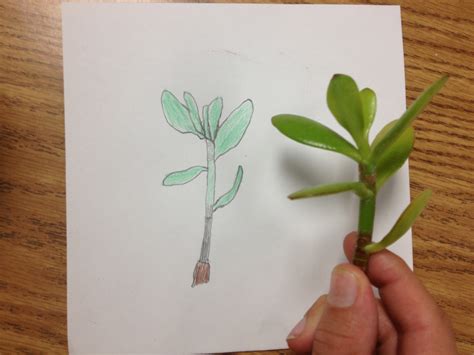 Drawing Plants: Observation
