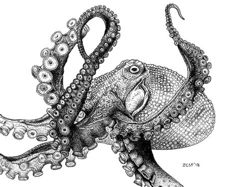Best Drawing Sketch Of Octopus With Creative Ideas