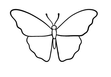 Drawing The Butterfly