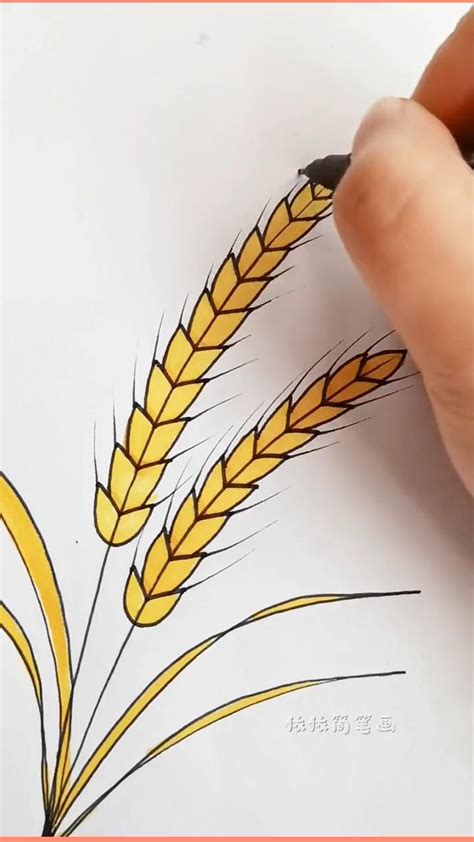 Drawing Wheat