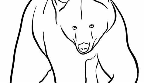 How to draw a grizzly bear (front view) | Bear drawing, Outline
