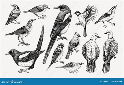 Drawings Backyard Birds