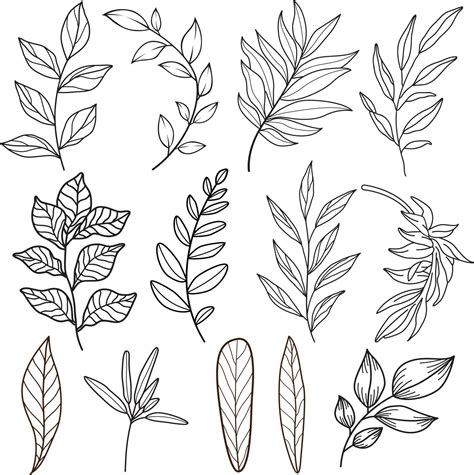 Drawings Leaves
