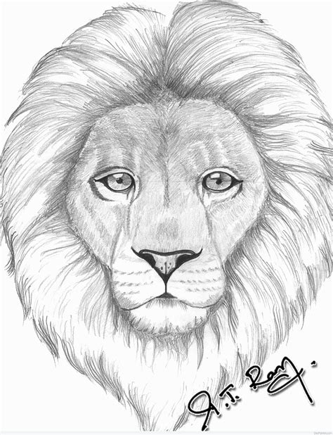 drawings of a lion face