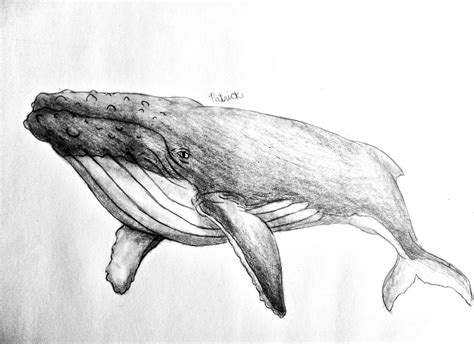 drawings of a whale