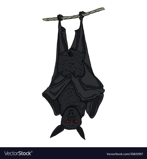 Bat Hanging Upside Down Pictures, Photos, and Images for