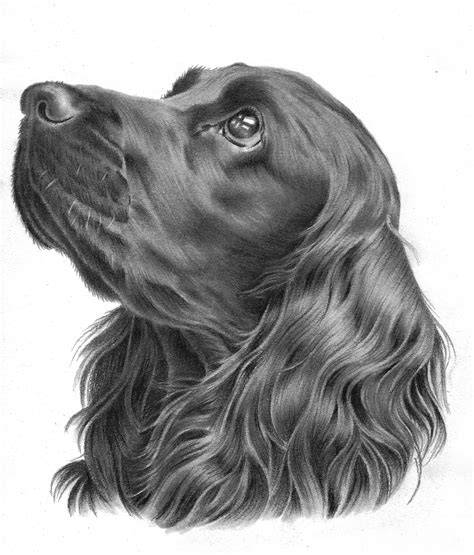 American Cocker Spaniel Drawing by Barbara Keith