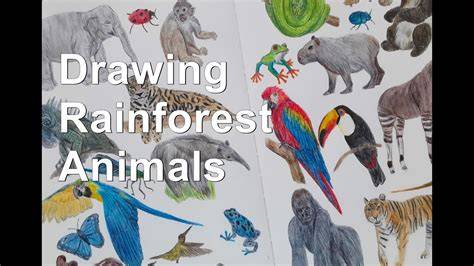 drawings rainforest animals