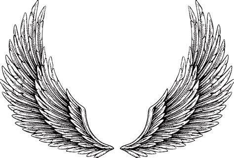 drawn wing png vector
