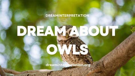 dream about owls