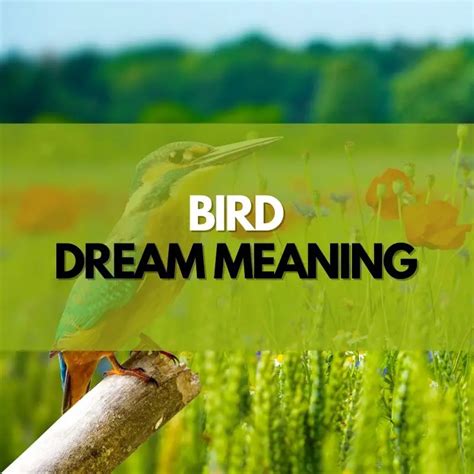 Dream Meaning Bird In Bedroom