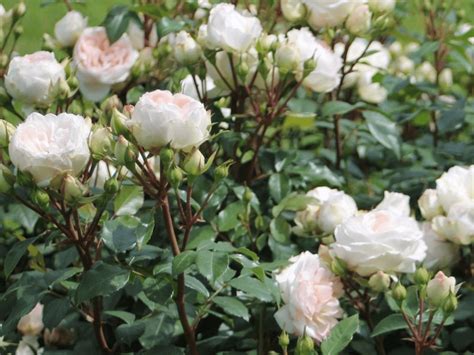 dream rose stephanie