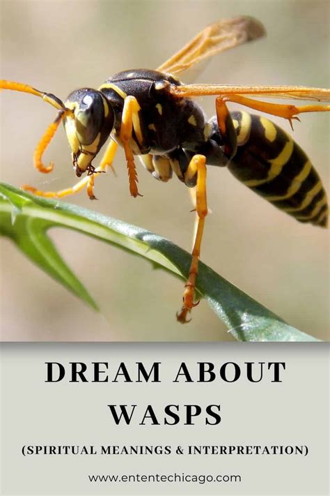 dreams of wasps meaning