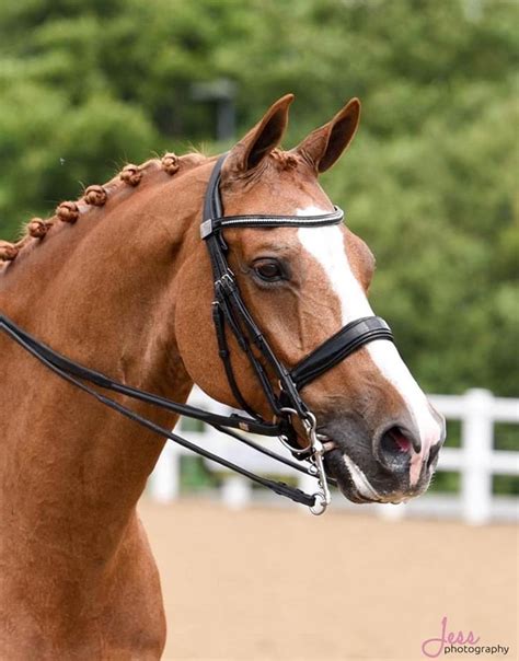 dressage horse show near me