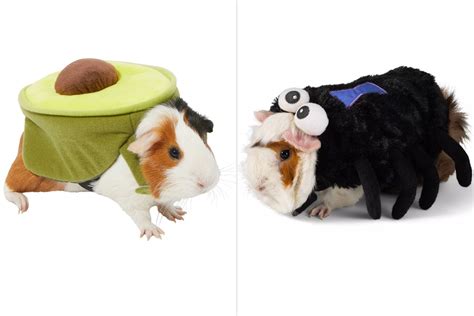 Dressed Guinea Pigs: Stunning Costumes for Your Furry Friends