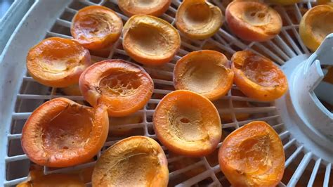 Dried Apricots Dehydrator