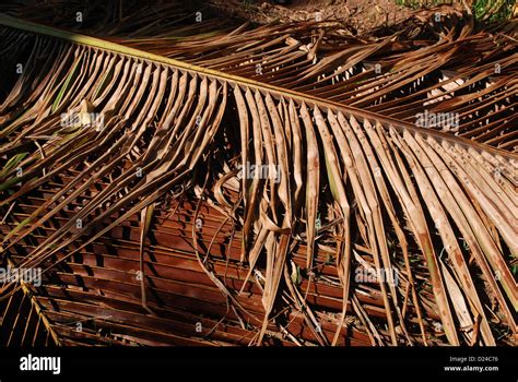 Dried Coconut Leaves