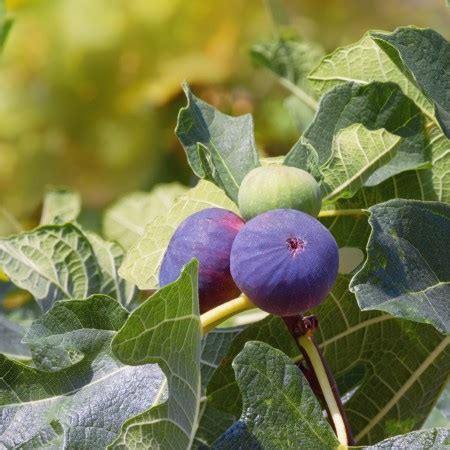 Dried Figs Countdown