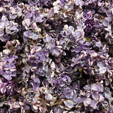 Dried Lilac Flower
