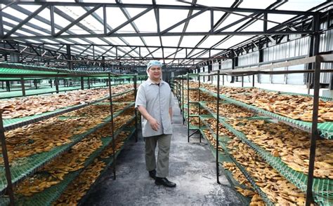 Dried Mango Factory Cebu