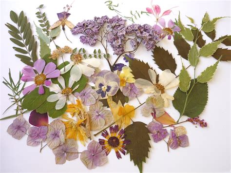 dried pressed flowers