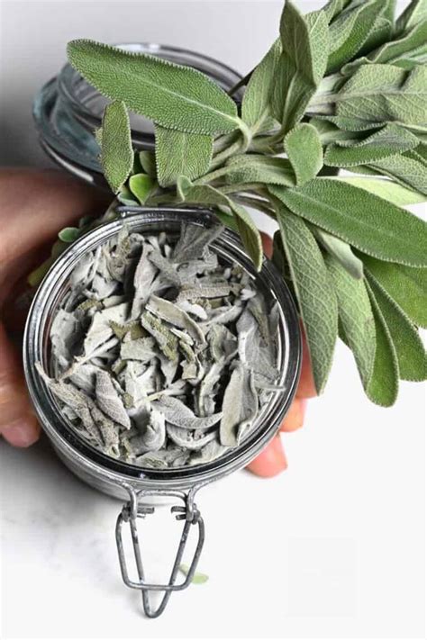 dried sage leaves