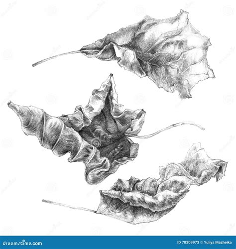 Dried Up Leaves Drawing