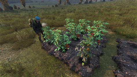 Dried Vegetables Dayz